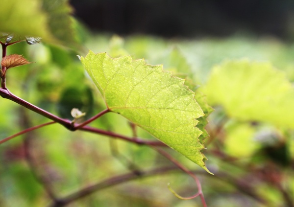 grape parreral grape leaf grape branch