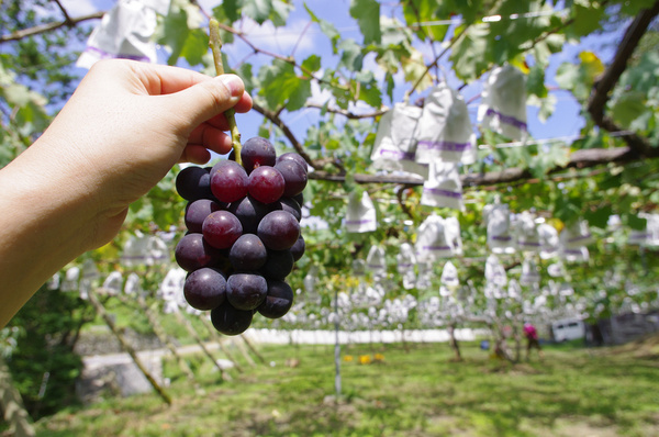 grape picking at okazaki 