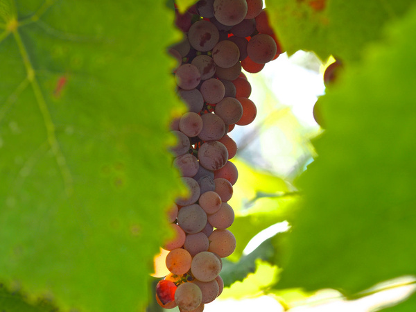 grape season
