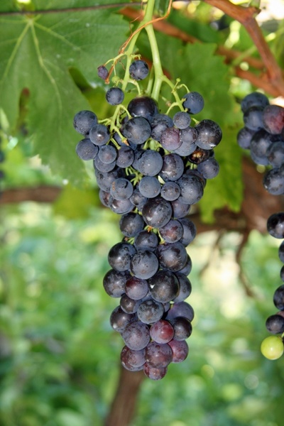 grape winery grapes