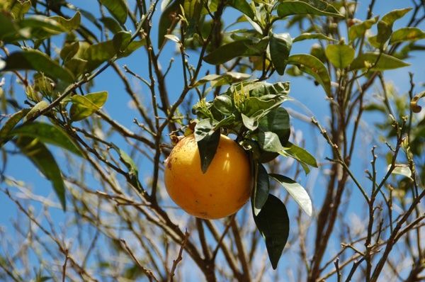 grapefruit pomelo citrus