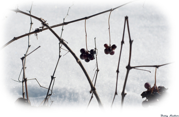 grapes and snow