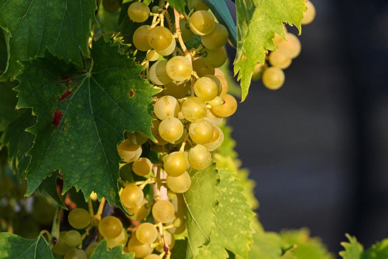 grapes backdrop picture elegant contrast closeup 