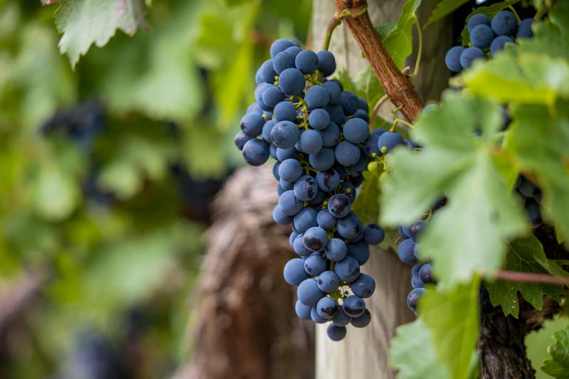 grapes garden backdrop blurred elegant scene 