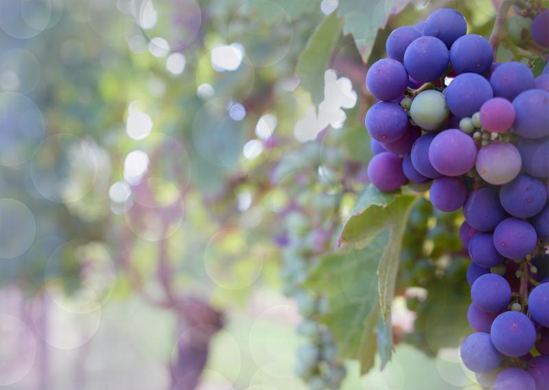 grapes garden backdrop picture elegant blurred 