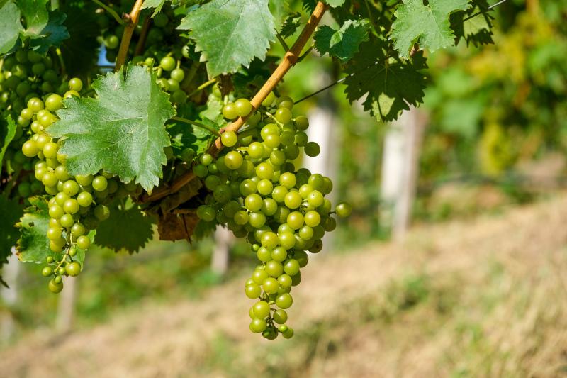 grapes garden backdrop picture elegant bright modern 