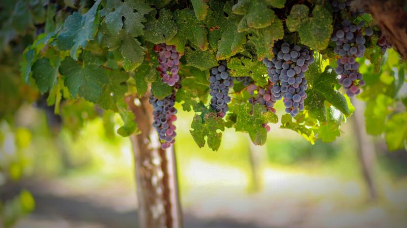 grapes garden backdrop picture elegant realistic 