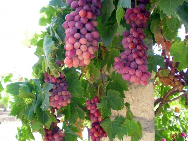 grapes grape vine