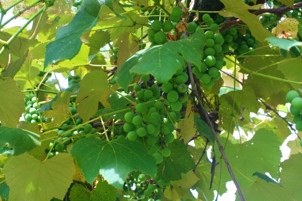 grapes grapevine green