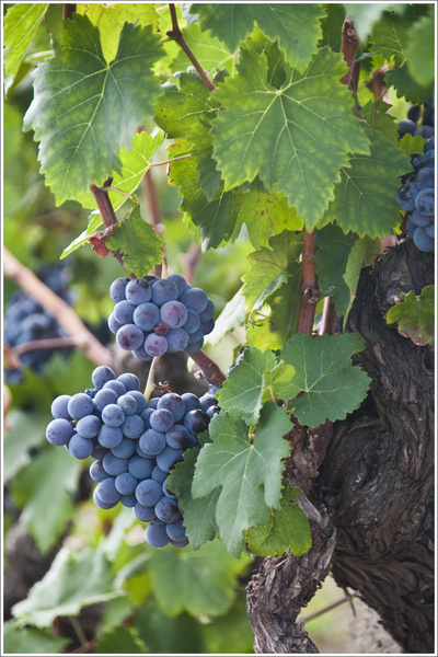 grapes of etna