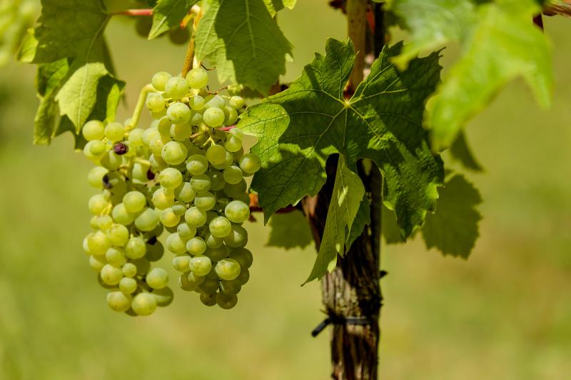 grapes tree picture elegant realistic 