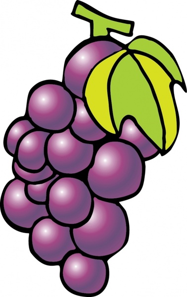 grapes vector