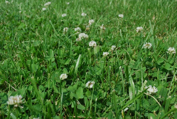 grass and clover