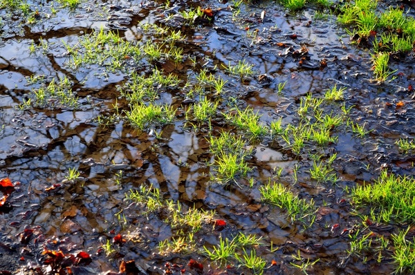grass and puddle