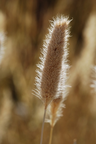 grass grain field