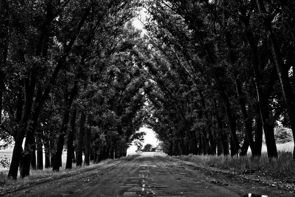 grass line path road rural track tree 