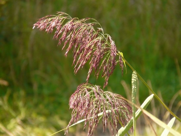 grass reed plant