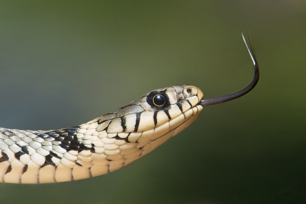 grass snake snake serpentes