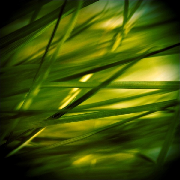 grass stone grasses 