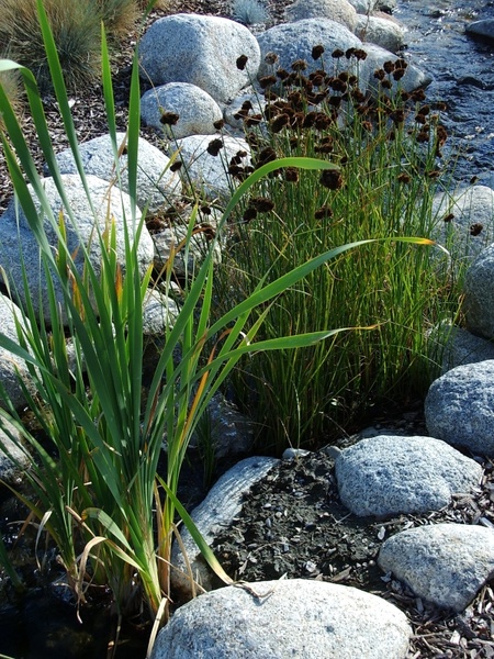 grass stones ornamental grass