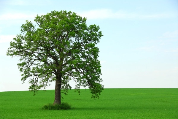 Green Tree Image Free Download Free Stock Photos Download 16 890 Free Stock Photos For Commercial Use Format Hd High Resolution Jpg Images