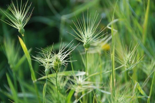 grass weeds background