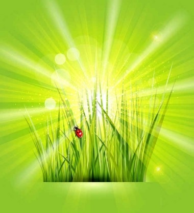 grass with sunlight green background shiny vector