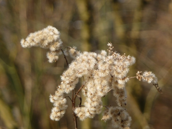 grasses flower withered tender