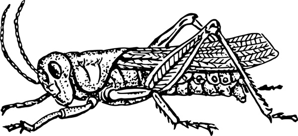 Entomology vectors free download graphic art designs