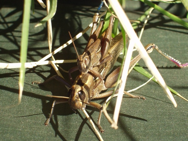 grasshopper insect pairing