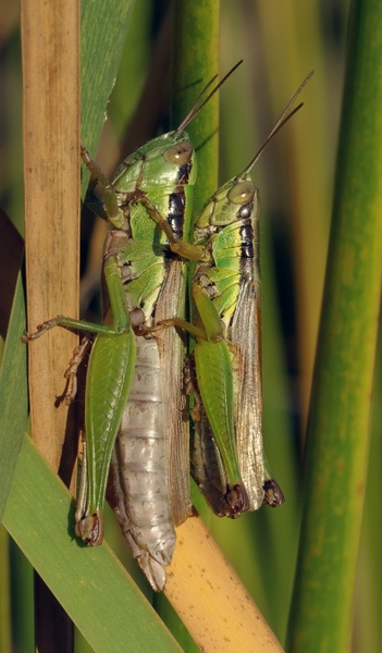 grasshopper pairing migratory locust