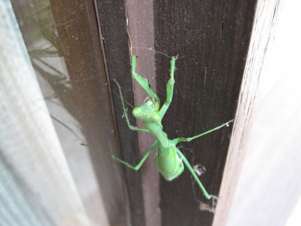 grasshopperpraying mantis 