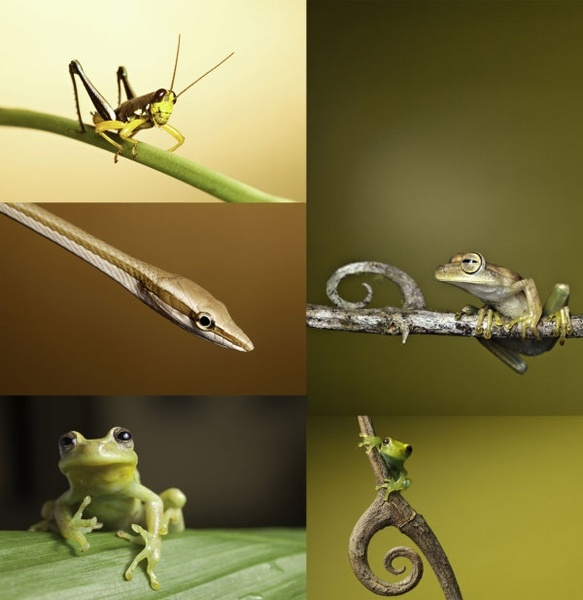 grasshoppers snakes tree frogs hd picture