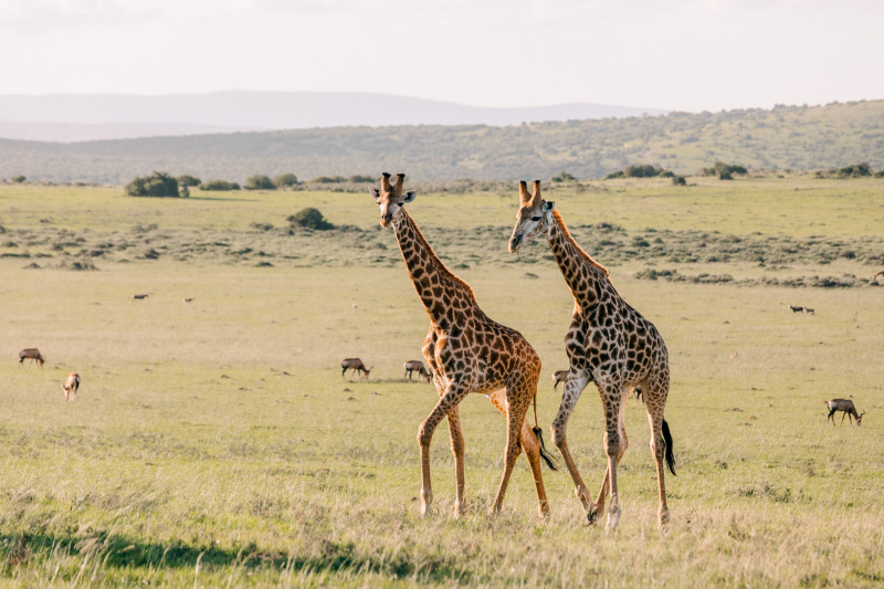 grassland scenery picture giraffe species 
