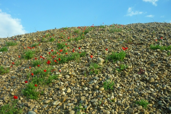 gravel pit poppies red