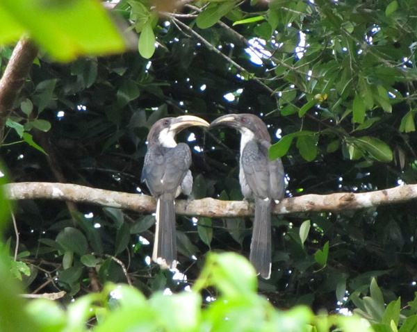 gray hornbill love