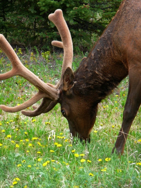 grazing elk animal nature