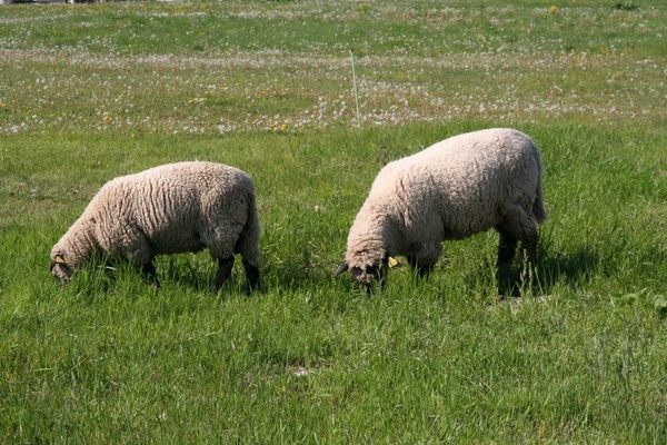 grazing sheep sheep flock of sheep