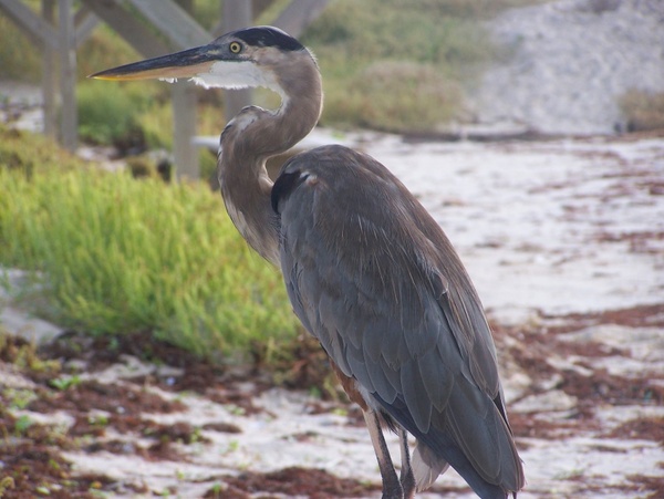 great blue heron bird padre island 
