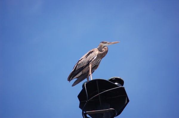 great blue heron bird sky