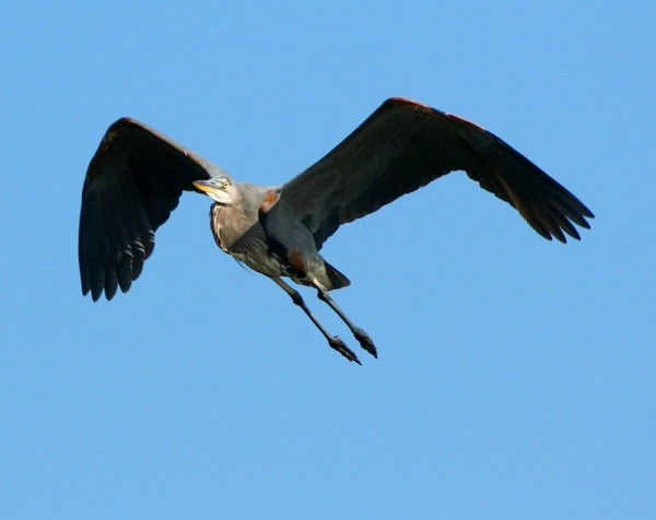great blue heron flying soar
