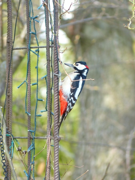 great spotted woodpecker dendrocopos major bird 