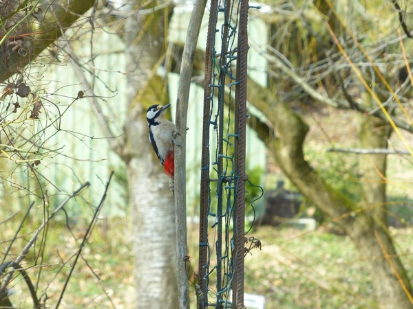 great spotted woodpecker dendrocopos major bird