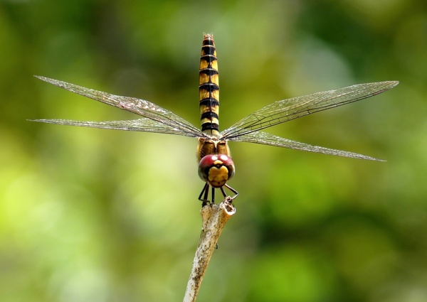 greater crimson glider dragonfly insect
