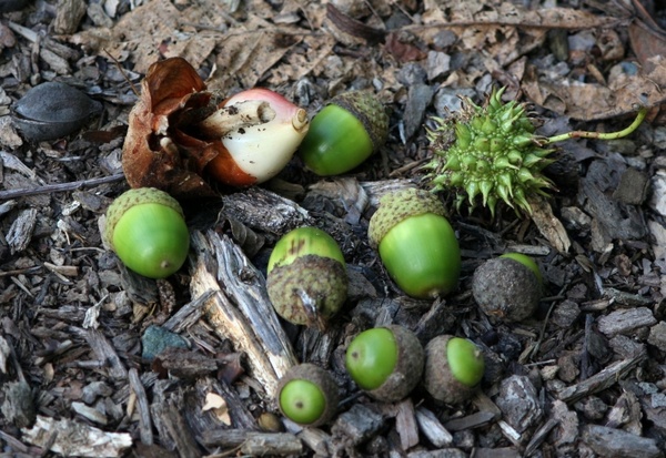 green acorns tulip bulb nuts