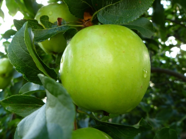 green apple fruit rain