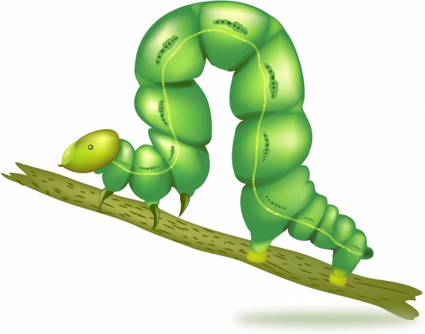 Green caterpillar insect