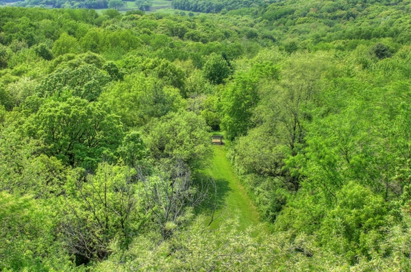 green forest at hoffman hills state recreation area wisconsin