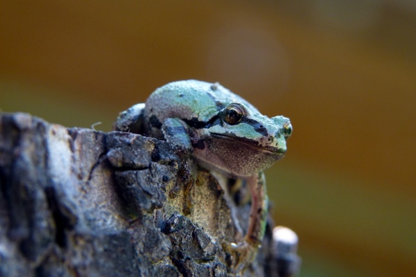 green frog amphibian