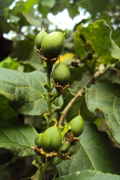 green fruit dubai beralu unripen fruit